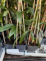 Groenblijvende clematis mooie kwaliteit hoog 40/50 zie foto, Tuin en Terras, Ophalen, Vaste plant, Halfschaduw, Klimplanten