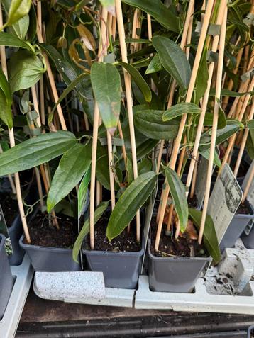 Groenblijvende clematis mooie kwaliteit hoog 40/50 zie foto beschikbaar voor biedingen