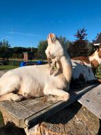 Super lieve dwerg geit!, Dieren en Toebehoren, Schapen, Geiten en Varkens, Vrouwelijk, Geit