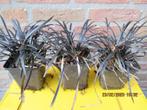 Zwart gras/ Slangebaard Ophiopogon Niger €1.10 per stuk, Ophalen, Volle zon, Vaste plant, Siergrassen