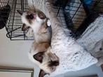 Heilige birmaan kittens, Dieren en Toebehoren, Meerdere dieren, Ontwormd, 0 tot 2 jaar