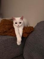 Adopting Brithis Cat Luna, Dieren en Toebehoren, Poes