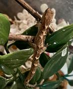 New Caledonia gekko's, ruil mogelijk, Dieren en Toebehoren, Hagedis
