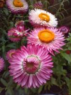 Strobloem zaad uit biologische tuin, Ophalen of Verzenden, Voorjaar, Volle zon, Zaad