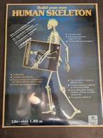 Skelet. Human Skeleton, Ophalen, Nieuw, 1:50 of kleiner