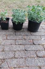 Nepeta/ kattenkruid, Tuin en Terras, Ophalen, Vaste plant