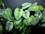 philodendron sodiroi *WETSTICK*, Huis en Inrichting, Kamerplanten, Ophalen of Verzenden, Halfschaduw, Minder dan 100 cm