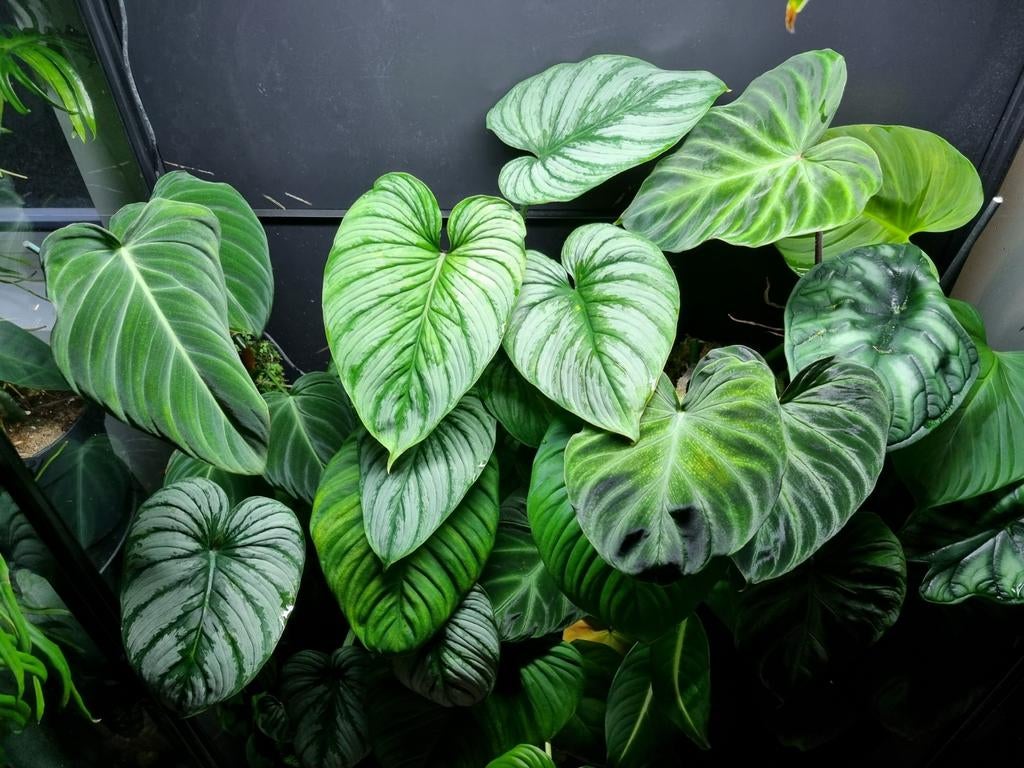philodendron sodiroi *WETSTICK*, Huis en Inrichting, Kamerplanten, Minder dan 100 cm, Halfschaduw, Ophalen of Verzenden
