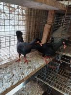 duiven  2 koppel te koop, Dieren en Toebehoren, Vogels | Duiven, Meerdere dieren, Overige soorten