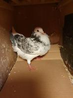 Jonge  doffer, Dieren en Toebehoren, Mannelijk, Kropper