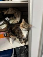 Lieve Siep zoekt een warm en rustig thuis, 6 jaar of ouder