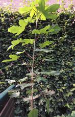 Acer pseudoplatanus ( gewone esdoorn ), Ophalen, Bloeit niet, Halfschaduw, Overige soorten