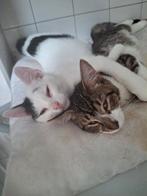 Met Spoed goed thuis gezocht voor 2kittens van 9mnd oud, Dieren en Toebehoren, Katten en Kittens | Overige Katten, Meerdere dieren