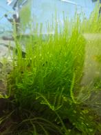 Aquarium mossen, diverse soorten (o.a. Distichophyllum sp.), Dieren en Toebehoren, Vissen | Aquaria en Toebehoren, Ophalen, Nieuw