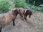 2 shetlanders merries te koop, Dieren en Toebehoren, Pony's, Merrie, A pony (tot 1.17m), Recreatiepony, 0 tot 2 jaar
