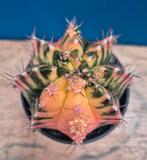 Cactus Gymnocalycium Mihanovichii XL High Color p10 (8)