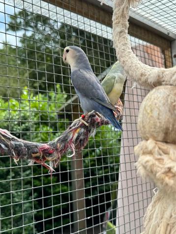 Bewezen koppel Agapornis roseicollie dwergpapegaai violet beschikbaar voor biedingen
