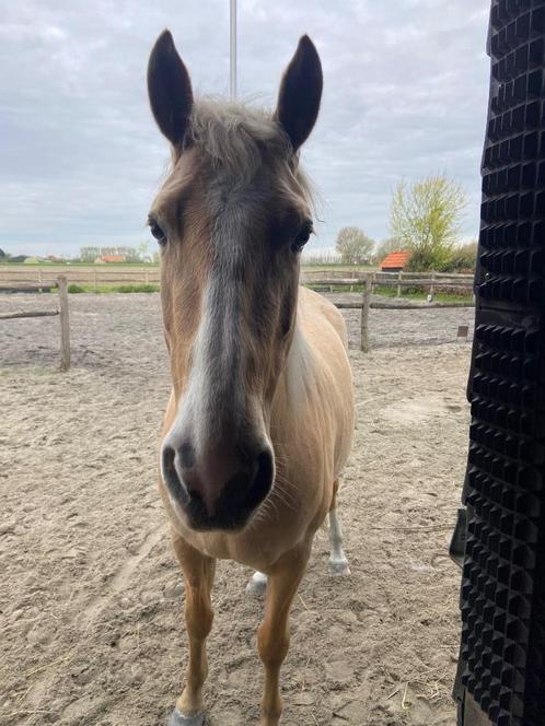 5-jarige palomino PRE merrie, Dieren en Toebehoren, Paarden, Merrie, Zadelmak, 3 tot 6 jaar, Recreatiepaard, Met stamboom, Gechipt