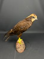 Opgezette roofvogel, Verzamelen, Ophalen of Verzenden, Zo goed als nieuw, Opgezet dier