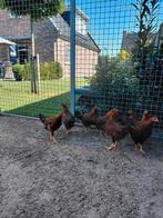 Mooi jonge Welsumer Krielkippen, Dieren en Toebehoren, Pluimvee, Meerdere dieren, Kip