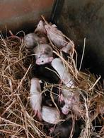 Muizen, Dieren en Toebehoren, Oktober, Meerdere dieren, Muis