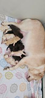 Labrador pups, Dieren en Toebehoren, Honden | Retrievers, Spaniëls en Waterhonden, Labrador retriever, Meerdere, Meerdere dieren