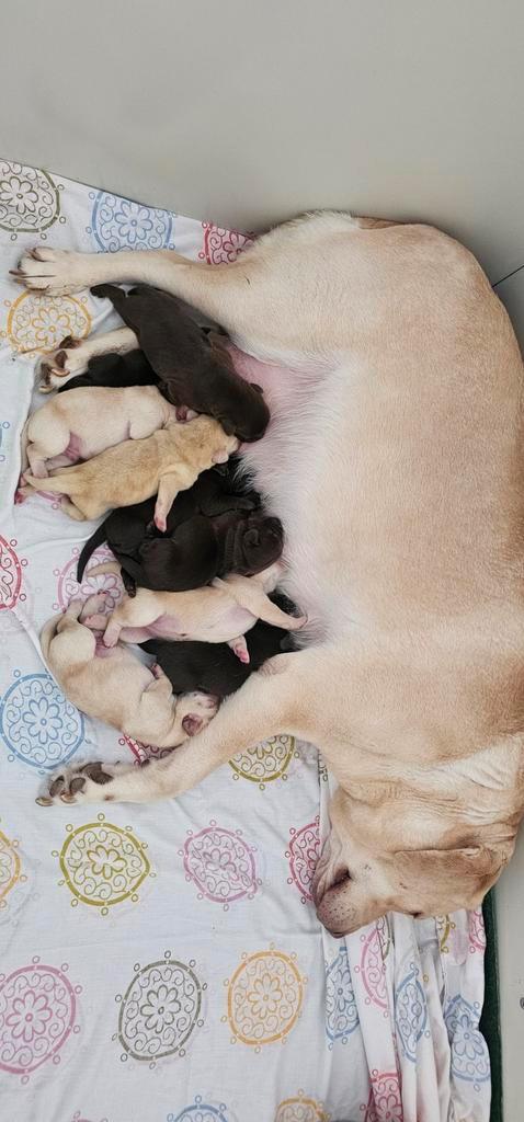 Labrador pups, Dieren en Toebehoren, Honden | Retrievers, Spaniëls en Waterhonden, Meerdere dieren, Labrador retriever, Particulier