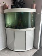 Juwel trigion Aqaurium 190, Dieren en Toebehoren, Ophalen, Gebruikt, Gevuld zoetwateraquarium