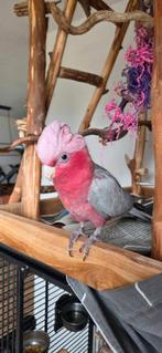 Rose kaketoe man 5 jaar, Dieren en Toebehoren, Vogels | Parkieten en Papegaaien, Mannelijk, Papegaai, Geringd