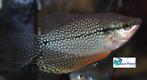 Diamant Gourami, Dieren en Toebehoren, Vissen | Aquariumvissen, Vis, Zoetwatervis