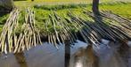 14 Knotwilgen stekken (lengte tussen 3-4,5 meter), Tuin en Terras, Planten | Bomen, Ophalen, Volle zon, Overige soorten