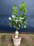 Citrus Aurantifolia 'Lime Verde' - Limoenboom H: 90 cm., Ophalen, Minder dan 100 cm, Volle zon, Citroenboom