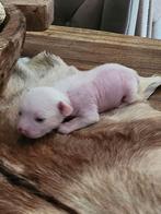 naakthond . Reutje, Dieren en Toebehoren, Honden | Chihuahua's en Gezelschapshonden, Rabiës (hondsdolheid), 8 tot 15 weken, Eén hond