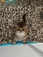 Britsekorthaar kittens✨❤️ raszuiver/ ouders wonen thuis., Ontwormd