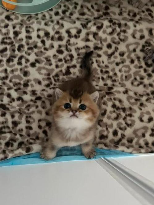 Britsekorthaar kittens✨❤️ raszuiver/ ouders wonen thuis., Dieren en Toebehoren, Katten en Kittens | Raskatten | Korthaar, Ontwormd