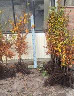 Fagus sylvatica Beuk op voorraad in de kuilhoek, Ophalen, Beukenhaag, Haag, 100 tot 250 cm
