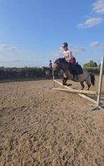 Brave allround pony, Dieren en Toebehoren, Pony's, Ruin, C pony (1.27m tot 1.37m), Gechipt, 3 tot 6 jaar