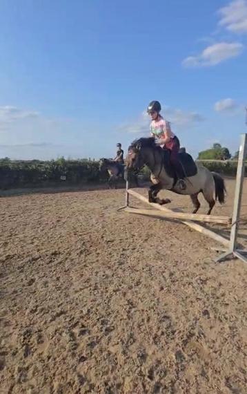 Brave allround pony beschikbaar voor biedingen