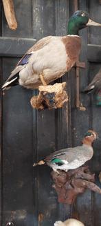 Opgezette vogels, Ophalen, Vogel, Opgezet dier
