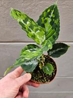 Aglaonema Pictum Tricolor, meerdere vergelijkbare exemplaren, Huis en Inrichting, Kamerplanten, Ophalen of Verzenden