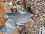 Man en vrouw, Dieren en Toebehoren, Vogels | Duiven
