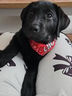 Labrador pup, Dieren en Toebehoren, Honden | Retrievers, Spaniëls en Waterhonden, CDV (hondenziekte), 8 tot 15 weken, Teef, Labrador retriever