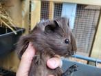 Jonge cavia's, Dieren en Toebehoren, Konijnen, Meerdere dieren, 0 tot 2 jaar