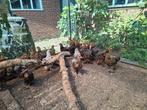 Brahma kuikens, Dieren en Toebehoren, Pluimvee, Meerdere dieren, Kip