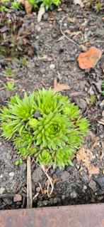 Gezocht diverse gratis plantjes/stekjes, Tuin en Terras, Planten | Tuinplanten, Ophalen, Zomer, Volle zon