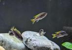 kleine chiclides pseudotropeus acei, Vis, Zoetwatervis, Schoolvis