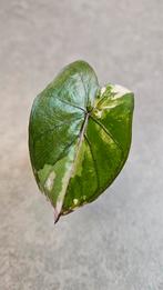 Alocasia Serendipity Variegata, Ophalen of Verzenden, Halfschaduw, Minder dan 100 cm