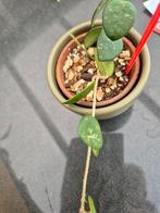 Hoya plantjes, Overige soorten, Minder dan 100 cm, Ophalen of Verzenden, Halfschaduw
