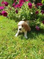 Mooie, lieve beaglier pups. Beagle x cavalier king charles, Dieren en Toebehoren, Beagle, 8 tot 15 weken, CDV (hondenziekte), Meerdere