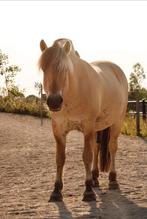 Lieve familiepaard - recreatie E pony, Dieren en Toebehoren, Paarden, Minder dan 160 cm, Gechipt, Ruin, L